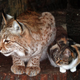 Illustration for article titled WTF; Cat breaks into Zoo...makes a friend...